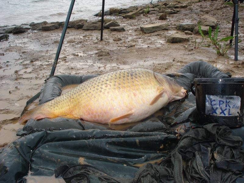 crapi de sarulesti - 944307655716901155959249076758n.jpg